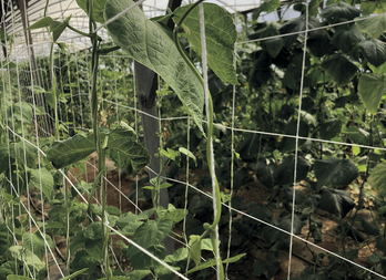 Compostable trellis netting made of cellullose